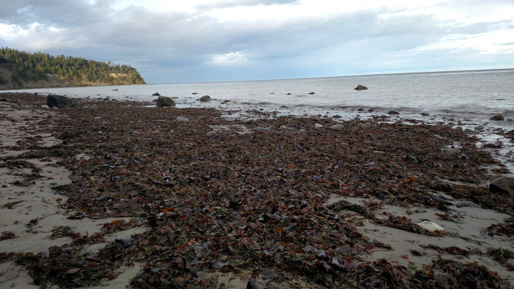 McCurdy Point  beach at Port Townsend