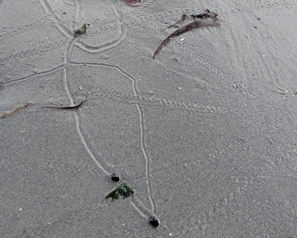 crab tracks and snail trails on the beach