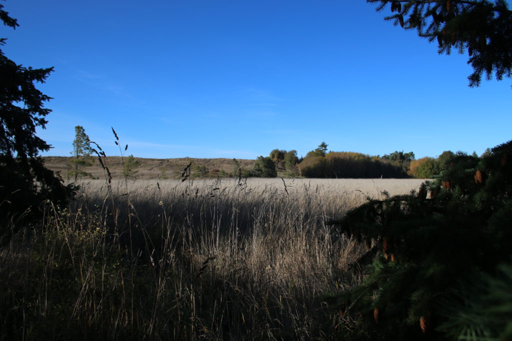 View of one of the fields at the Dungeness Recreation Area
