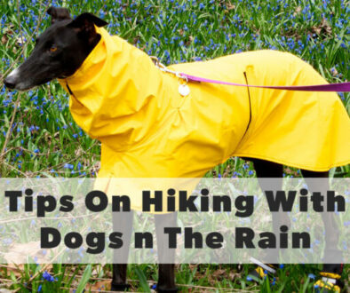 tips for hiking with your dog in the rain