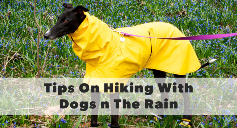 tips for hiking with your dog in the rain