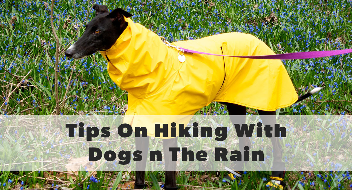 tips for hiking with your dog in the rain