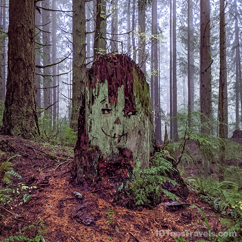 A modified stump along the trail on the Oyster Dome hike. 