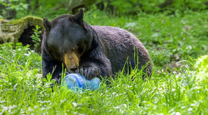 bear attempting to get into a BearVault bear resistant canister 