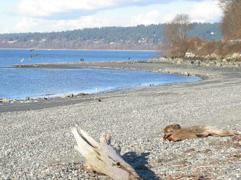 golden gardens beach washington