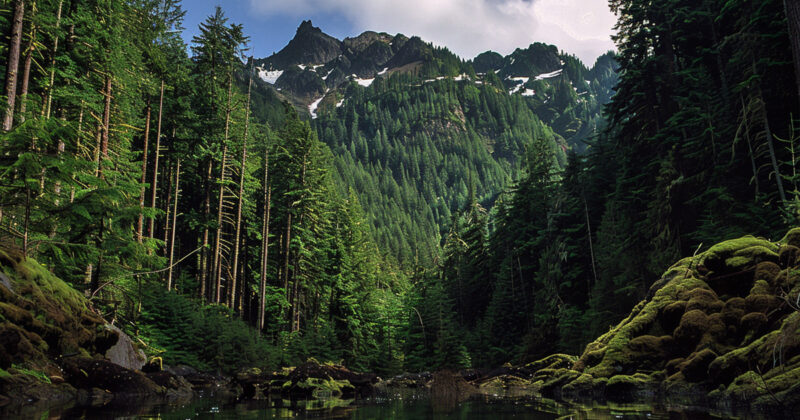 olympic national forest