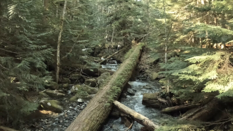 Humpback Creek on the Asahel Curtis Nature Trail