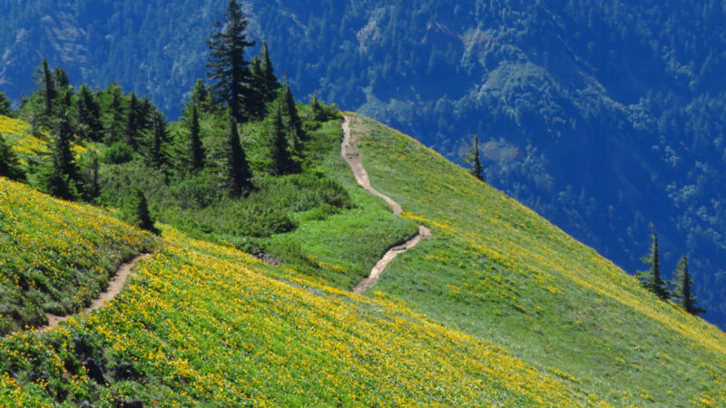 Dog mountain wildflowers