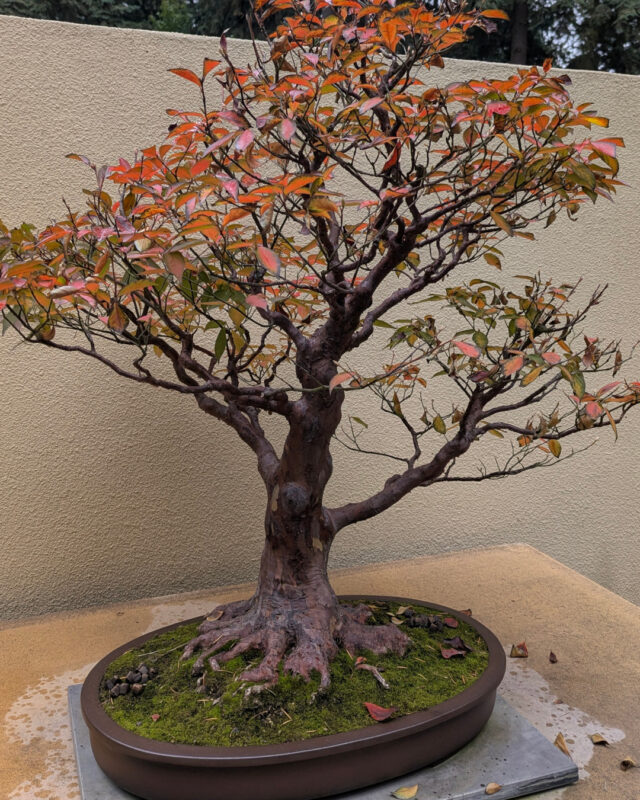 PNW bonsai in fall colors