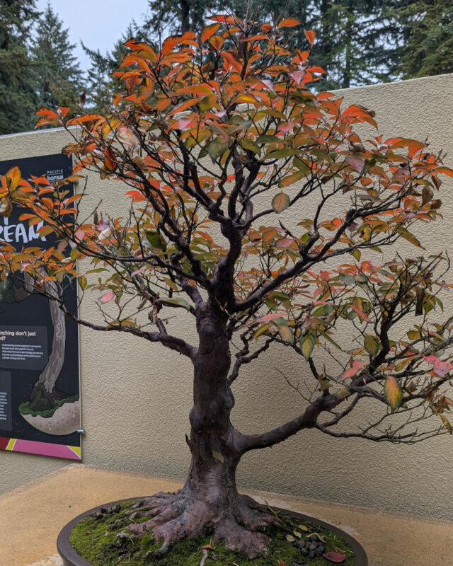 bonsai tree with fall colors on its leaves.