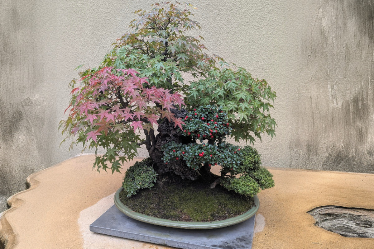 PNW Bonsai Fall Colors