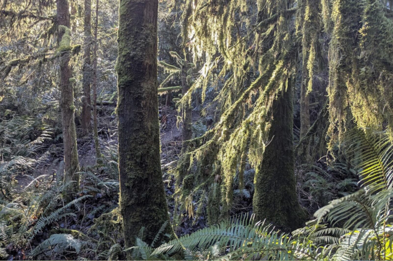 Expect lots of forest, moss, and ferns when walking through the Spring Lake/Lake Desire Park.