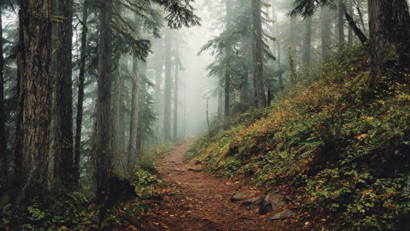 Old-growth forest trail in Washington's Gifford Pinchot National Forest, prime Sasquatch territory